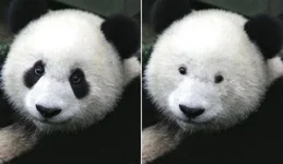 Bu8qfzyIMAAUYJJ.webp