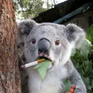 KEŞ KOALA