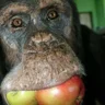 monkeumud