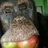 monkeumud